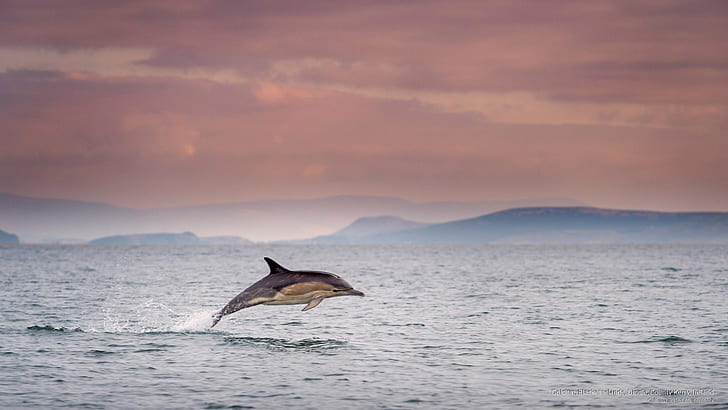Dolphin, Blasket Islands, Dingle, County Kerry, Ireland, Ocean Life, HD wallpaper