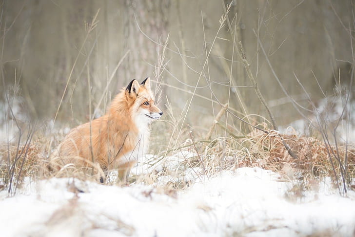 winter, nature, snow, fox, animals, HD wallpaper
