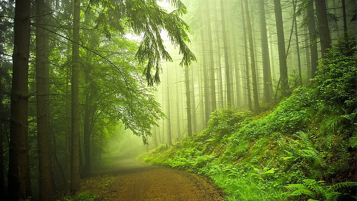 Path Trail Forest Trees Mist Fog HD, green forest trees, nature, HD wallpaper