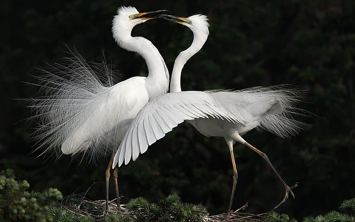 White birds, cranes dance