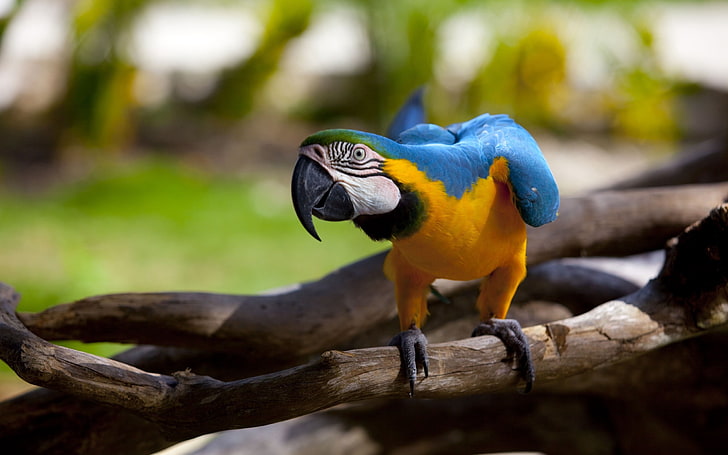 yellow, blue, and green scarlet macaw, parrot, color, beak, wings, HD wallpaper