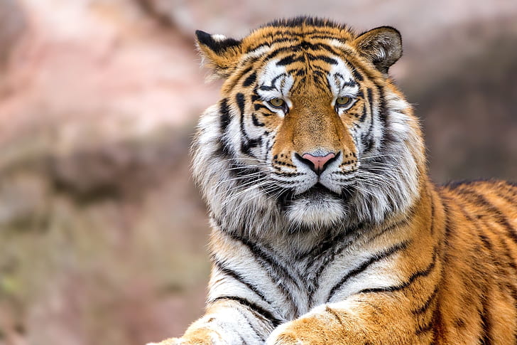 tiger hi res, HD wallpaper