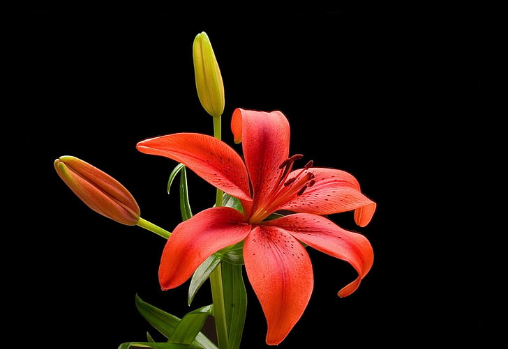 red lilies, lily, flower, buds, stamens, contrast, nature, petal, HD wallpaper