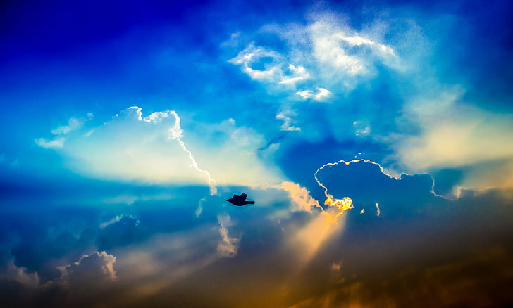 silhouette of flying bird at daytime, new horizons, summer, seasons, HD wallpaper