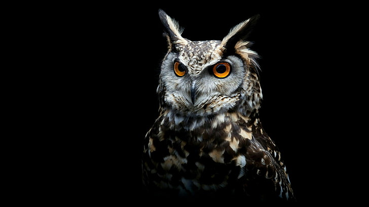 owl, bird of prey, eurasian eagle-owl, fauna, wildlife, animal, HD wallpaper