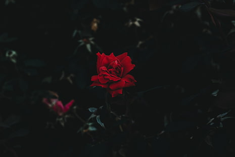 Dark Background Red Flowers