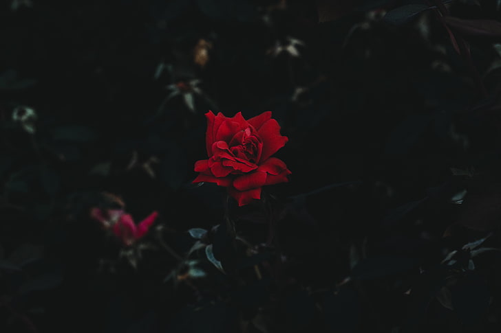 HD wallpaper: red rose flower, landscape, red flowers, dark background,  flowering plant | Wallpaper Flare