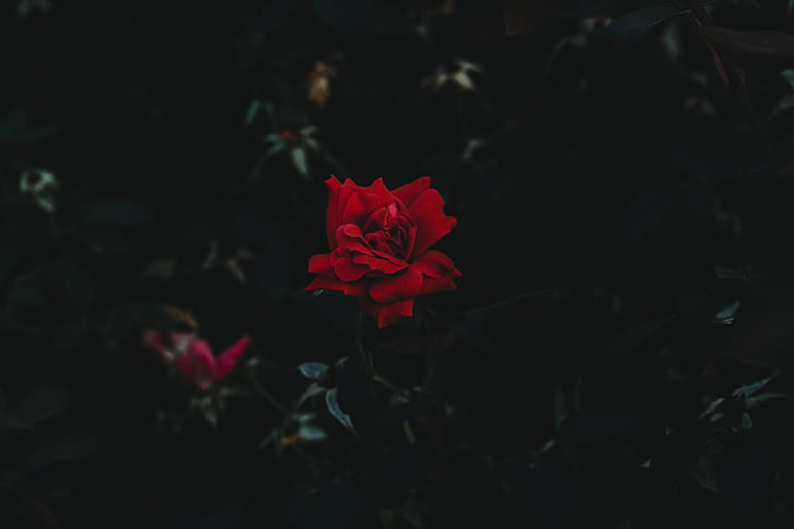 rose, bud, flower, dark background