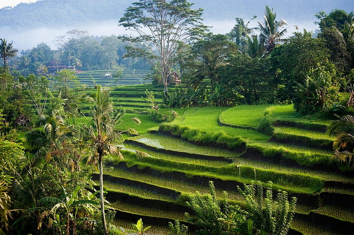 nature landscape photography morning sunlight rice paddy palm trees shrubs hills green bali indonesia terraced field