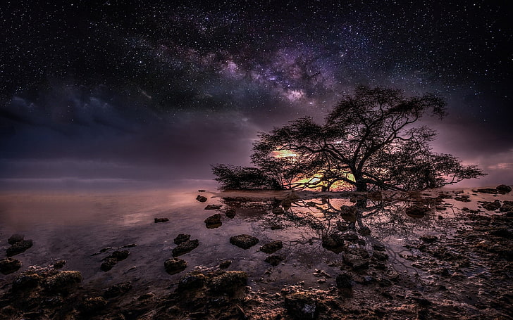 nature, trees, water, night, stars, Milky Way, beauty in nature