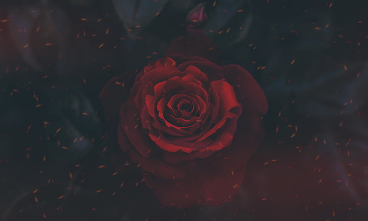 red rose wallpaper, nature, digital art, artwork, red flowers