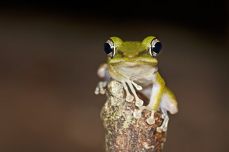 Frogs, one animal, animal themes, animal wildlife, animals in the wild, HD wallpaper