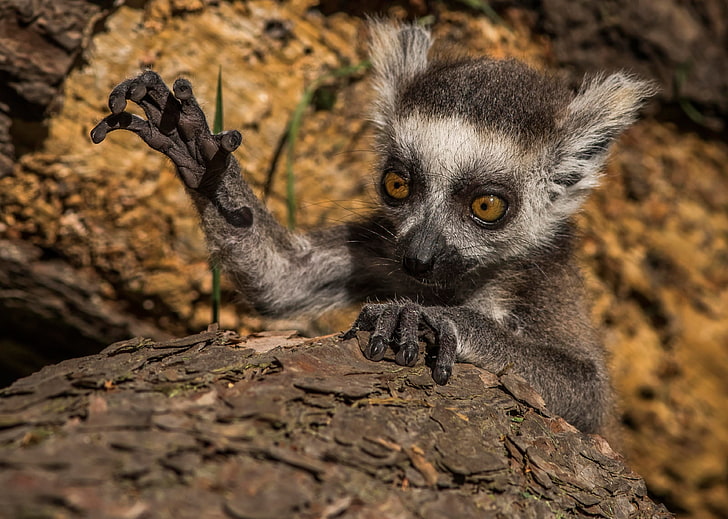HD wallpaper: lemur 4k download free pc wallpaper hd, one animal, animal  wildlife | Wallpaper Flare