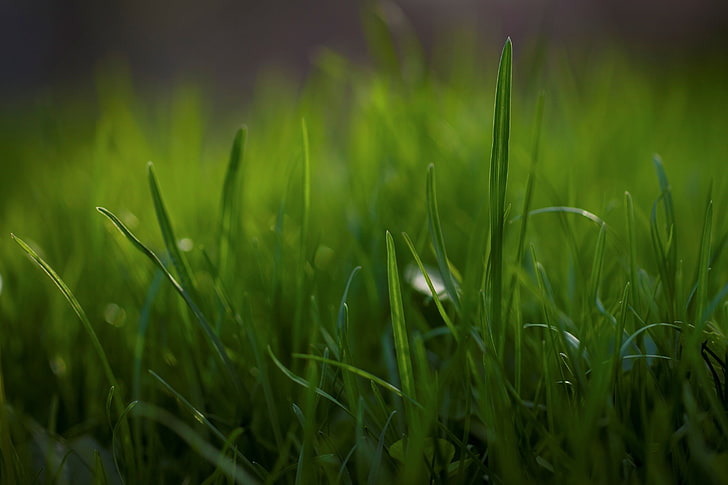 grass field, nature, macro, green color, plant, growth, land, HD wallpaper