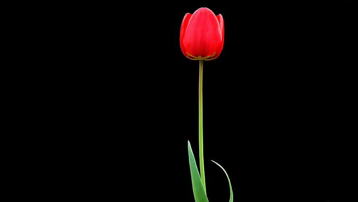 red tulip flower, one, black background, nature, plant, springtime, HD wallpaper
