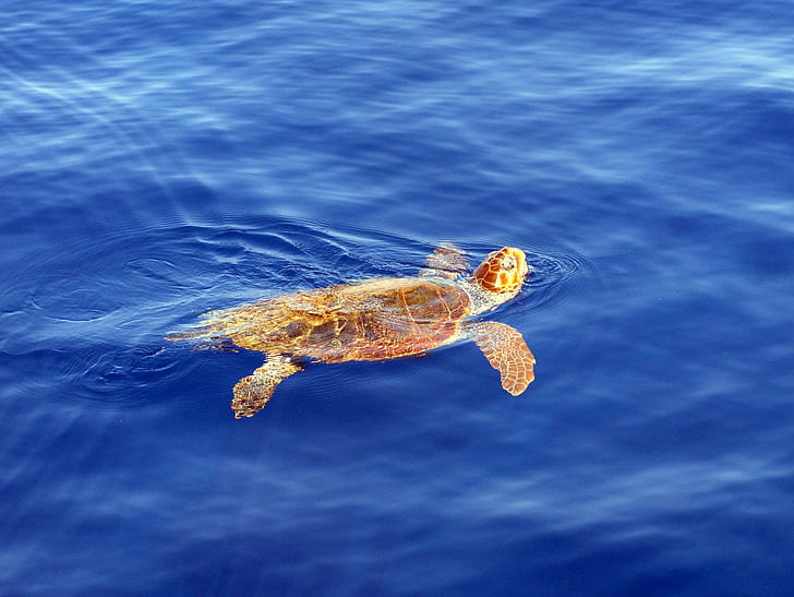 hawks bill turtle in the sea during sunrise, caretta caretta, caretta caretta