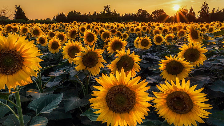 Sunflower Wallpaper on Pinterest