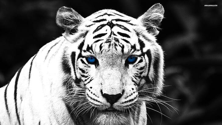 Blue Eyed Tiger, white tiger, big cats, nature, wildlife, animals, HD wallpaper