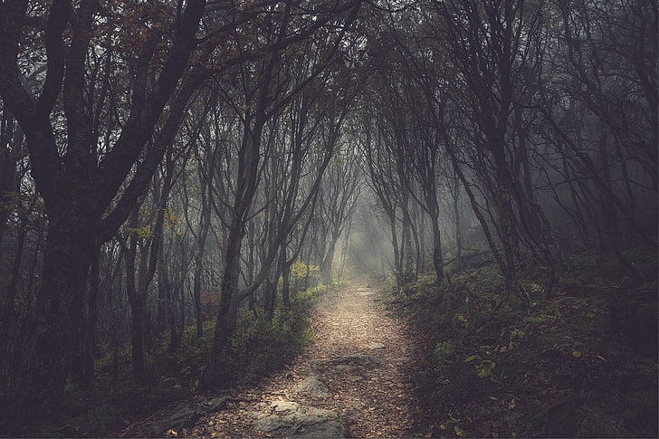 green forest, nature, path, trees, mist, outdoors, fog, footpath