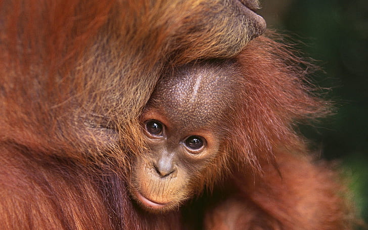 animals, mammals, orangutans, HD wallpaper