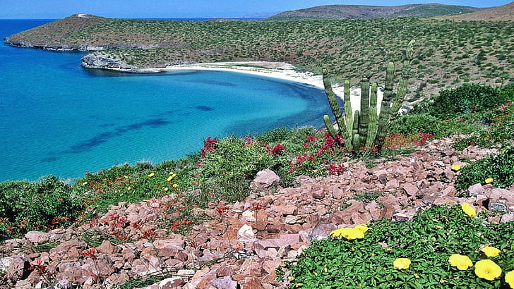 Baja California, nature, land, rocks, flowers, coast, water, beach