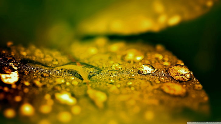 leaves, water, drop, selective focus, close-up, wet, no people, HD wallpaper