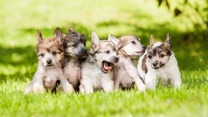 puppy litters, puppies, baby animals, dog, grass, canine, animal themes, HD wallpaper