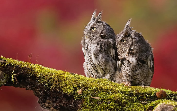 two gray owls, animals, photography, moss, birds, animal themes