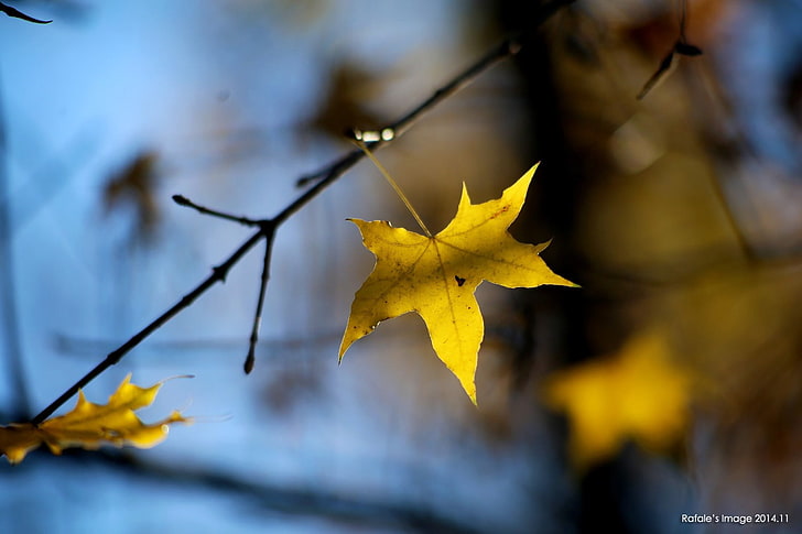 maple leaf, leaves, fall, autumn, plant part, yellow, change, HD wallpaper
