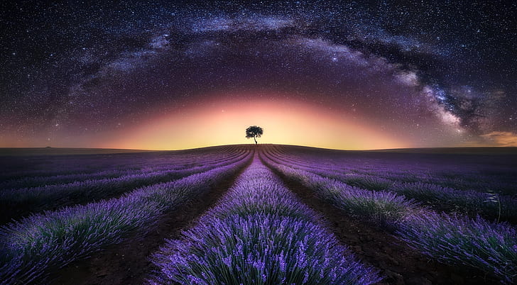 Flowers, Lavender, Field, Landscape, Lonely Tree, Milky Way, HD wallpaper