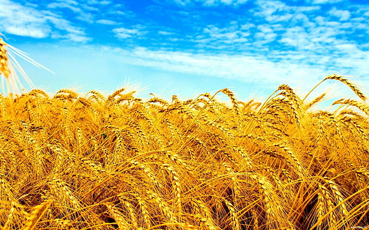 Crops, field, Ukraine, Wheat, HD wallpaper