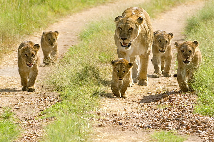 brown lioness and cubs, lions, lion cubs, walks, lion - Feline