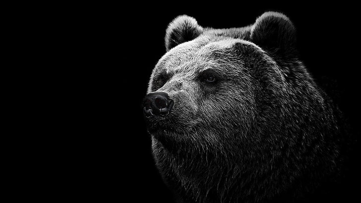 grizzly bear, bears, animal, black background, animal themes, HD wallpaper
