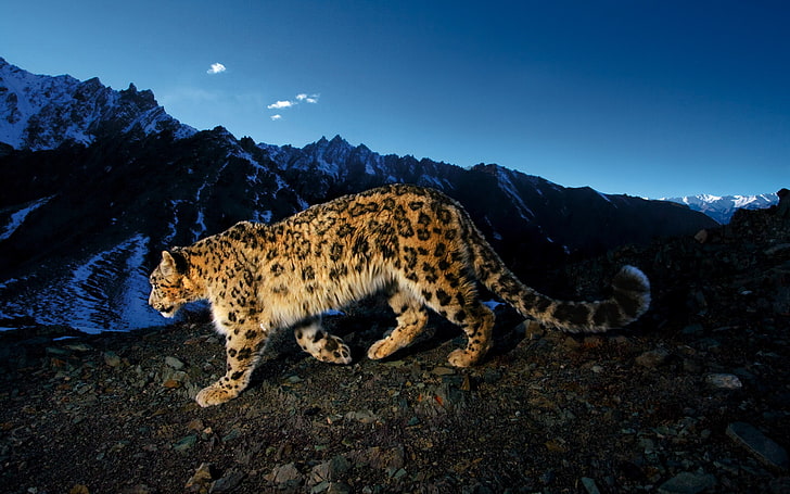 brown and black leopard, big cats, sky, rock, Apple Inc., animals