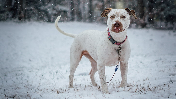 short-coated white and brown dog, pit bull terrier, snow, collar