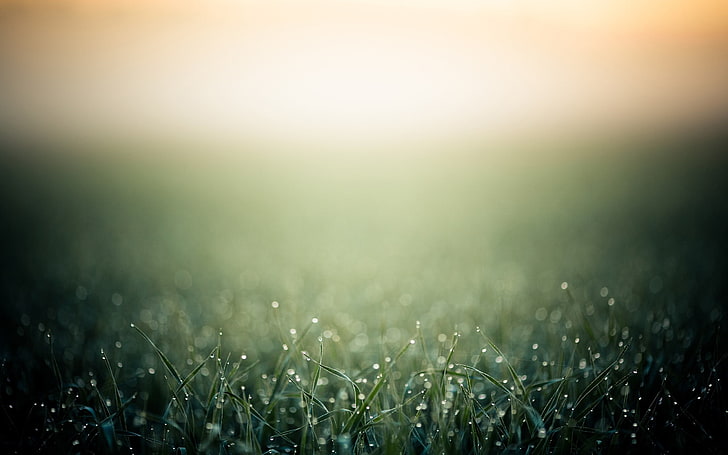 green grass, depth of field, photo manipulation, bokeh, macro, HD wallpaper