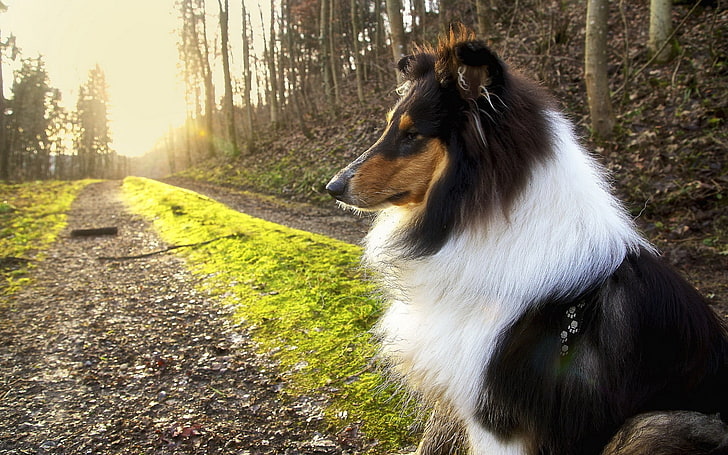 black and white long-coated dog, forest, sunset, nature, animals