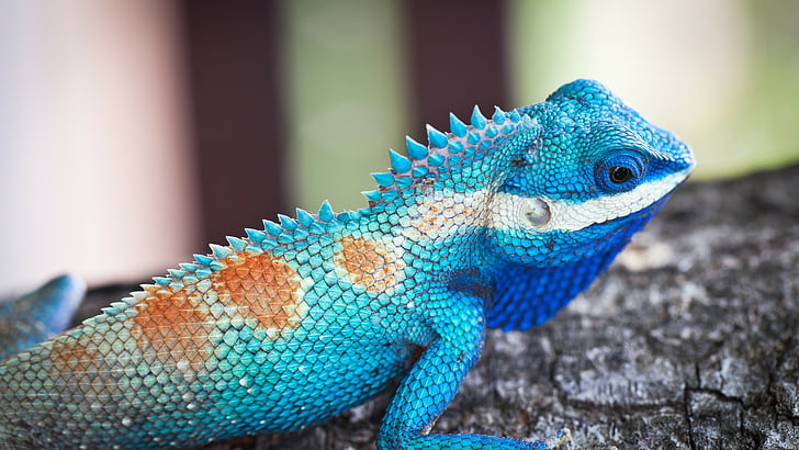 Blue Bearded Dragon (Interesting Facts )