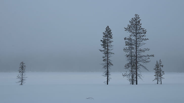 three on snow covered ground, Misty, Morning, Pallas, Husky, Winter, HD wallpaper
