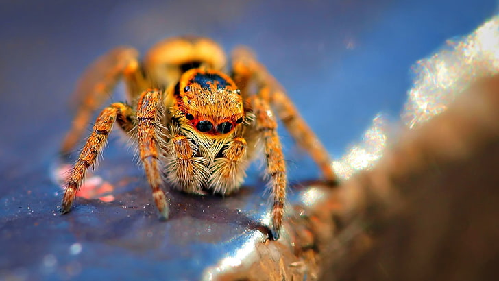 brown and black spider, macro, Jumping Spider, animal themes, HD wallpaper