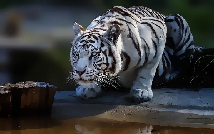 digital art, wild cat, tiger, white tigers, big cats, HD wallpaper