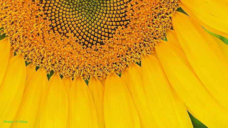 yellow sunflower, Look, 仔细, 看, Nikon  DSLR, lens, Central  Florida