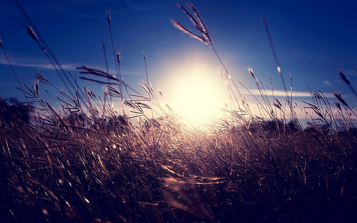 brown wheat, untitled, nature, sunlight, grass, spikelets, depth of field, HD wallpaper