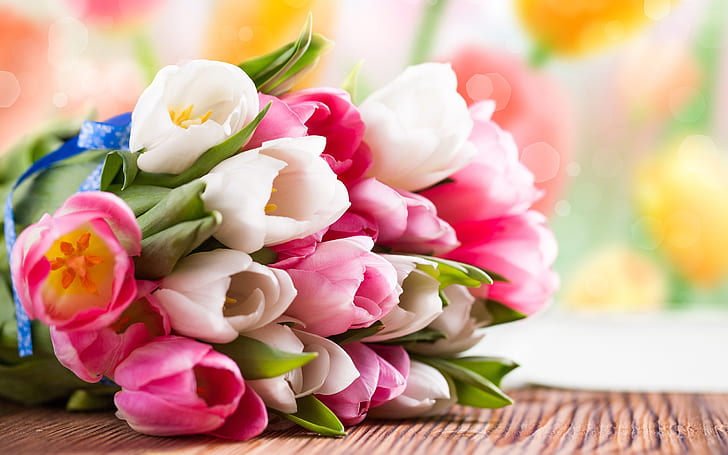 Pink and white tulip flower bouquet, red pink and white tulips bouquet, HD wallpaper