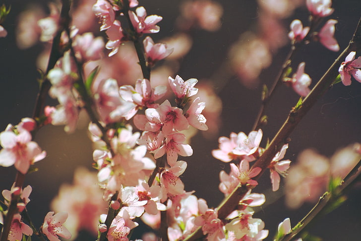 pink cherry blossom, flowers, pink flowers, cherry trees, flowering plant, HD wallpaper