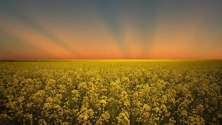 One Last Goodbye, rapeseed field, nature, sunset, 3d and abstract, HD wallpaper