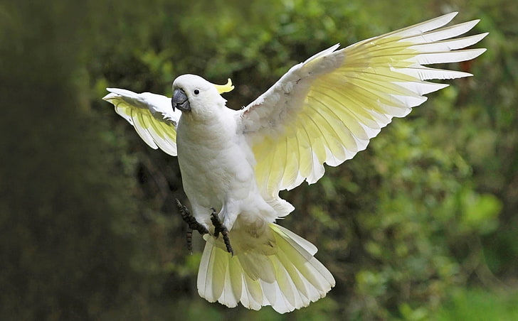 Birds, Bokeh, Cockatoo, Flight, Parrot, Sulphur-crested Cockatoo