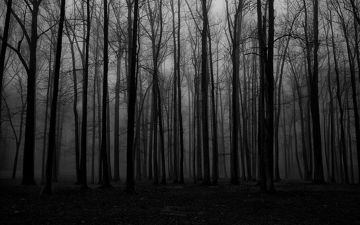 forest trees, mist, spooky, nature, dark, land, tree trunk, plant