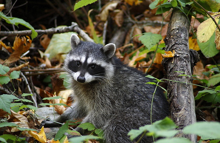 Resting Young Racoon, gray raccoon, Animals, Wild, animal themes, HD wallpaper
