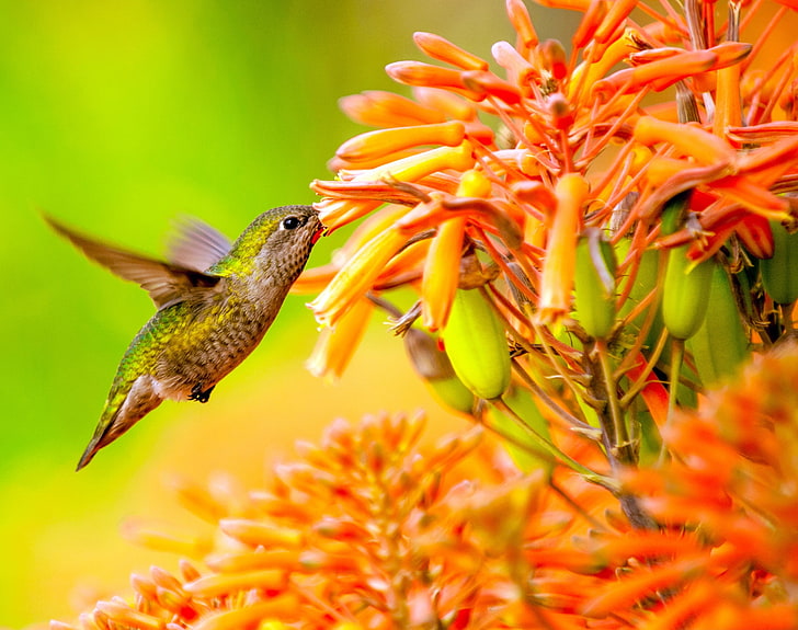Hummingbird Feeding On Flower, Animals, Birds, Nature, Green